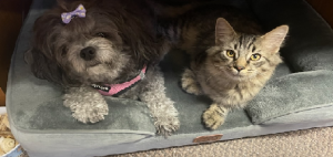 First Aid for Dogs and Cats